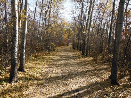 The leafy river valley trail on a beautiful fall day.