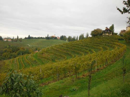 Neat vineyards, fall colours - a lovely area.