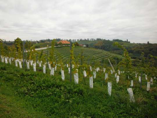 And vineyard after vineyard.