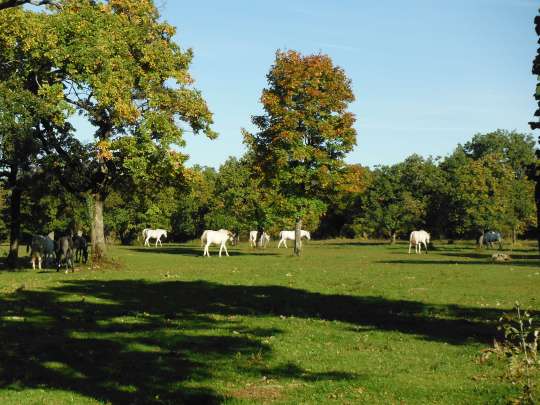 One of the many pastures for mares and colts.